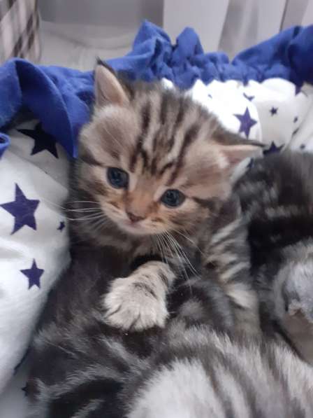 Котята Шотландские в Самаре фото 4