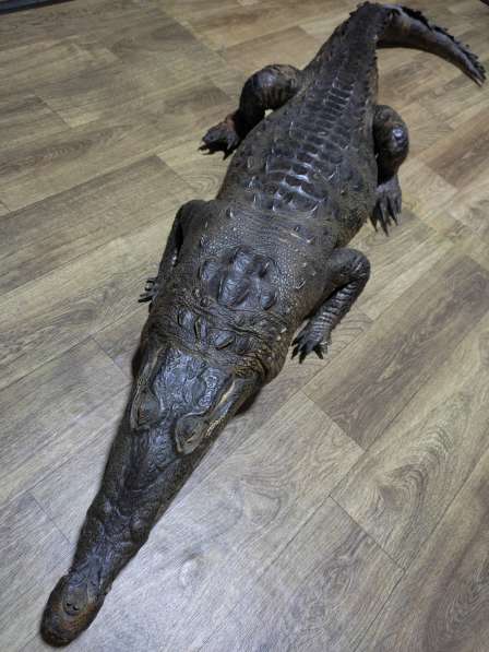 Чучело Крокодила