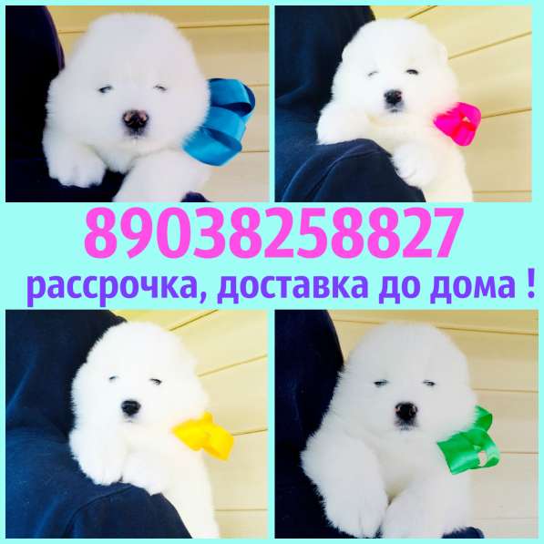 Белоснежные Ми-Ми мишки самоедики) в Курске