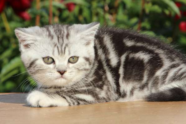 Чистокровные британские котята черный мрамор на серебре