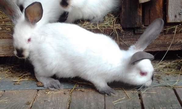 крольчата и взрослые кролики мясных пород в Пскове фото 9