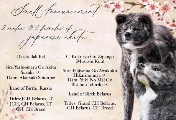 AKITA INU в фото 6