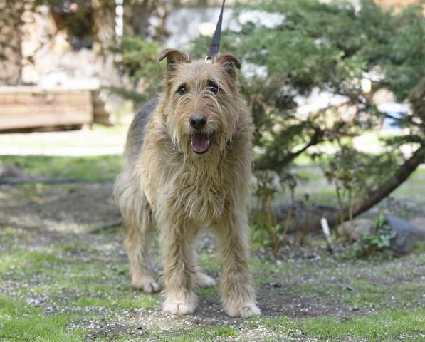 Мухтар ищет семью в Москве фото 13