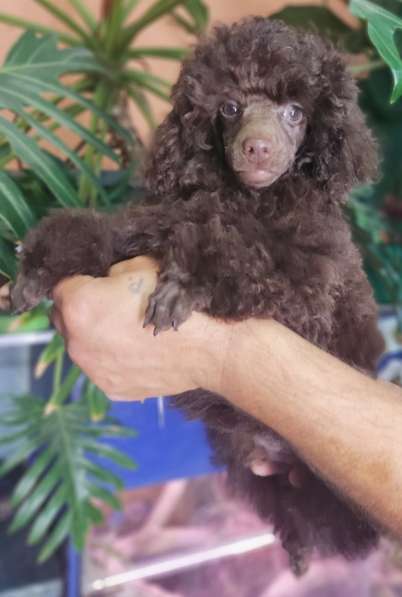 Poodle. Chocolate boy
