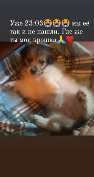 ПОТЕРЯЛАСЬ собачка