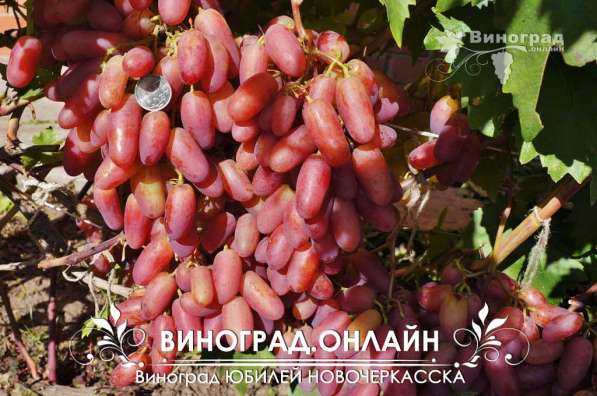 Саженцы элитных сортов неукрывного винограда в Ульяновске фото 9