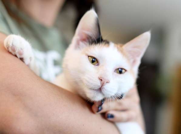 Трехцветный котенок Китти ищет дом в Москве фото 8