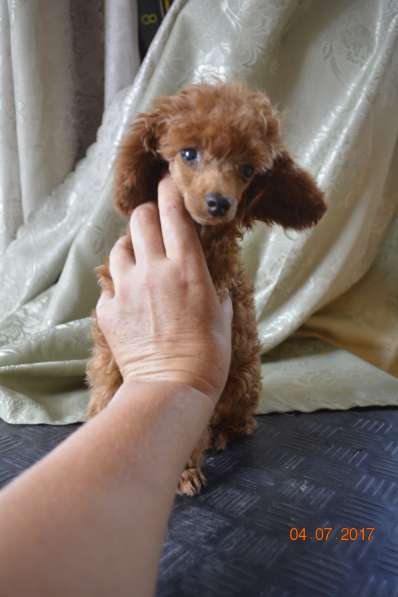 Той пудель абрикосового окраса в Славянске-на-Кубани фото 9