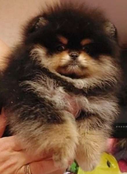 Pomeranian spitz. Black tan. Girl