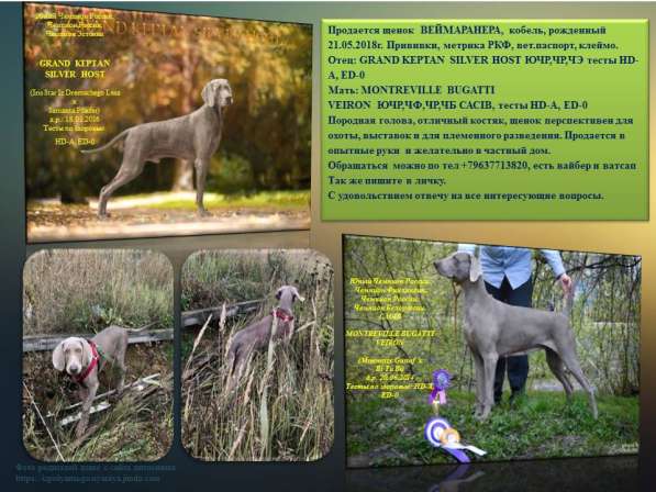 Щенок веймаранера в Дубне