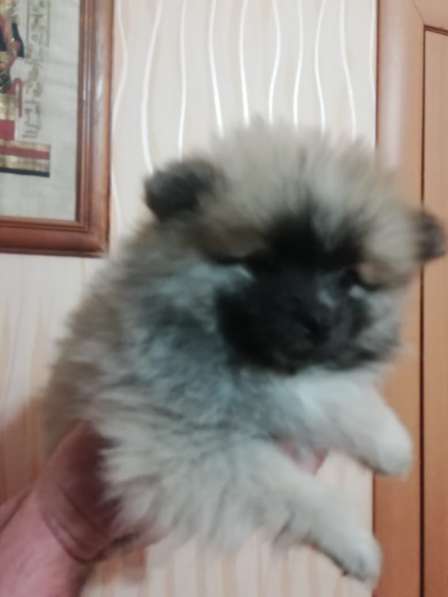 Шпиц девочка