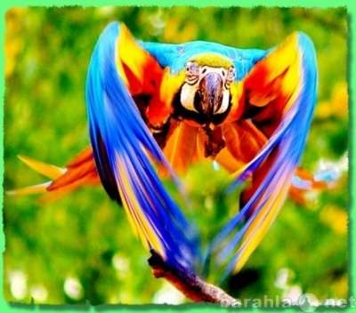 Куплю попугаев не дорого, канареек, птиц.