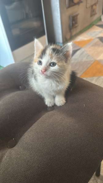 Котёнок 1 месяц отдам в добрые руки