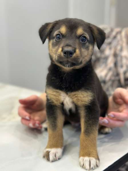 Милая щенок-девочка Тея в добрые руки в Москве