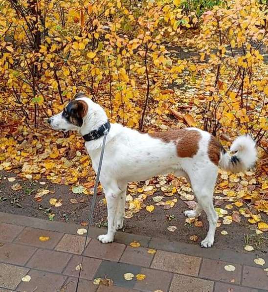 Познакомьтесь с невероятно спокойным и умным Арни! в Москве фото 4