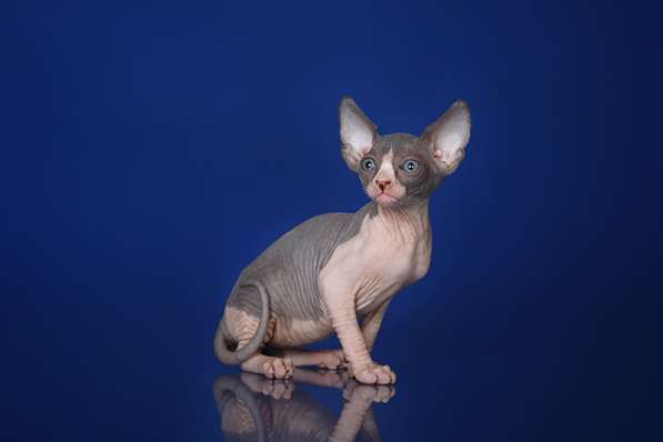 Питомник Эльфов, бамбино, Двэльфов, сфинксов в Находке фото 15