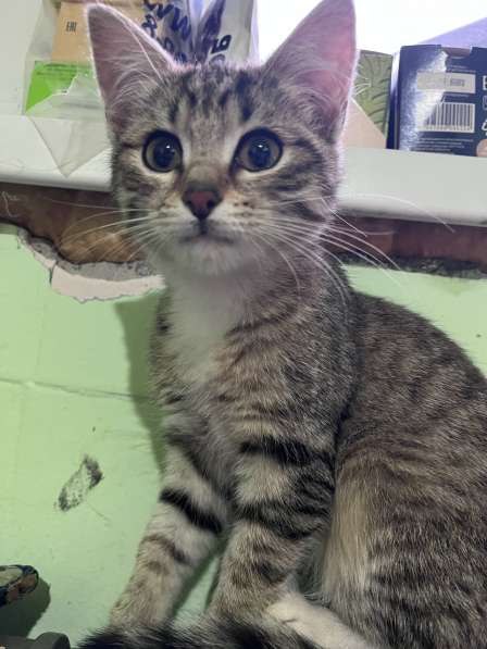 Это Салинка! Чудесная нежная девочка!