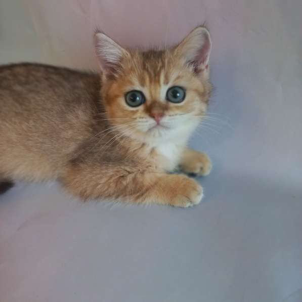 Шотландские котята золотая шиншилла в Краснодаре фото 3