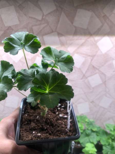 Сортовая пеларгония в Брянске фото 3