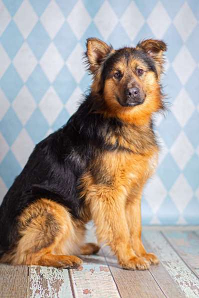 Пушистый большой добряк Большой в добрые руки в Москве фото 5