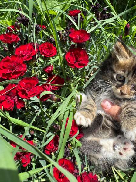 Мальчик. Отдам в добрые и заботливые руки?