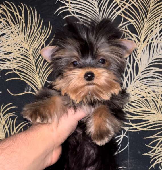 Yorkshire terrier. Micro girl
