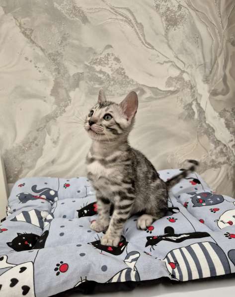 Бенгальские котята из питомника в Санкт-Петербурге