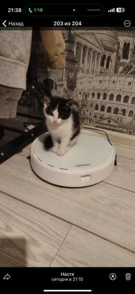 Отдам кошечку в Уссурийске