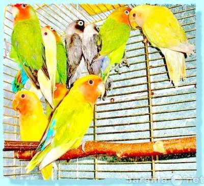 Неразлучники розовощёкие Фишера масковые Москва в Москве