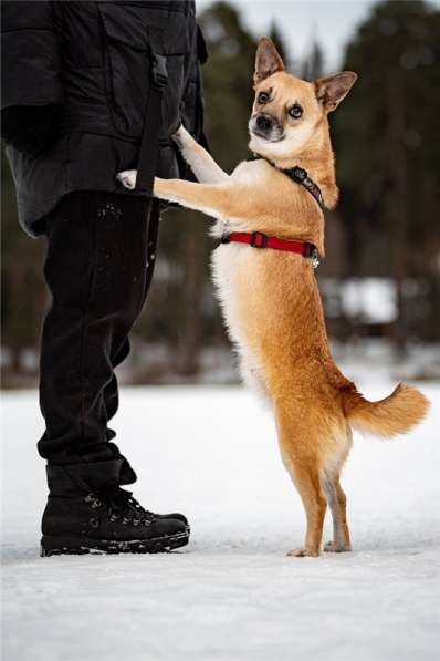 Маленькая собака Сури в добрые руки в Москве фото 10