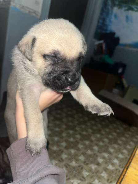 Собачки в Сыктывкаре фото 7