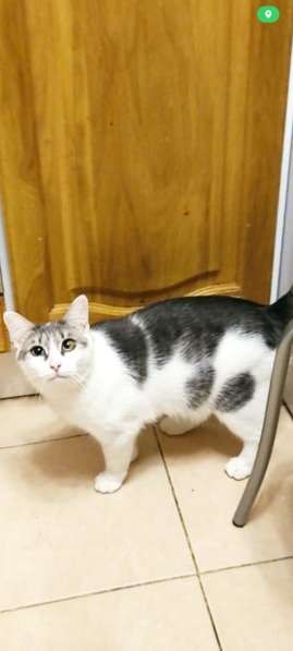 Кошечка Фрося в добрые руки в Москве фото 14