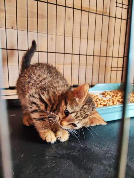 Котята бесплатно в Москве фото 3