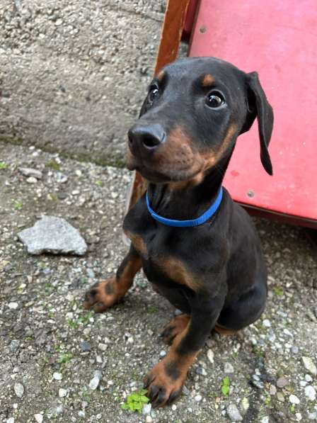 Доберман европейский чистокровный