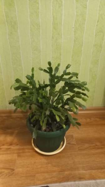 Продаются цветы в Сургуте