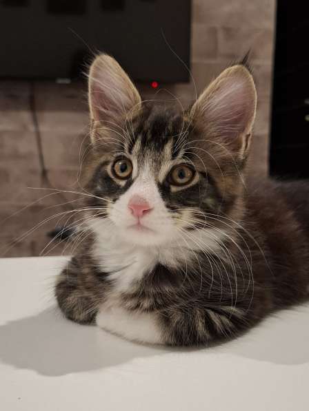 Продам котенка Мейн-куна в Кемерове фото 5