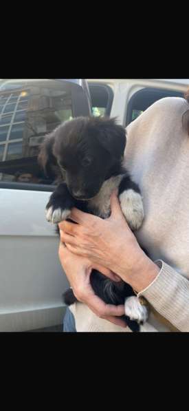 Отдам щенка в добрые руки