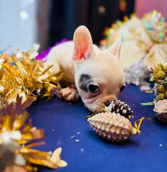 Французский бульдог в Уссурийске фото 5