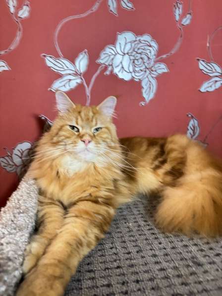 Large Maine Coons в Москве фото 9