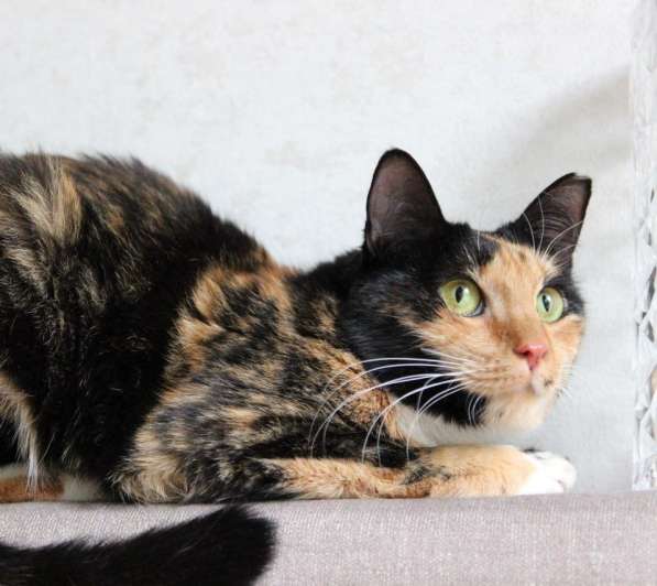 Трёхцветная красавица Лапушка в дар! в фото 3