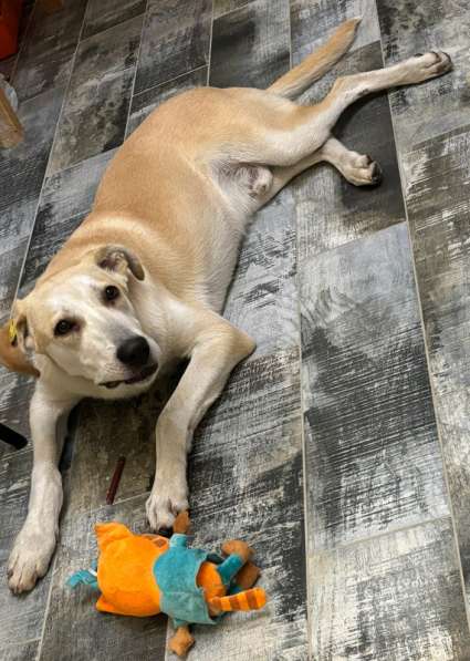 Отдадим солнечного красавчика Барабашку в заботливые руки