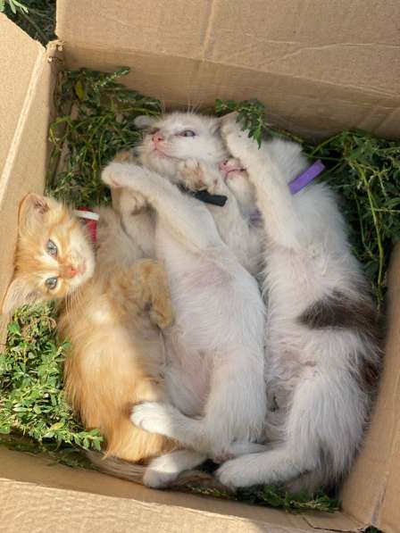 Одам в хорошие руки в Кисловодске