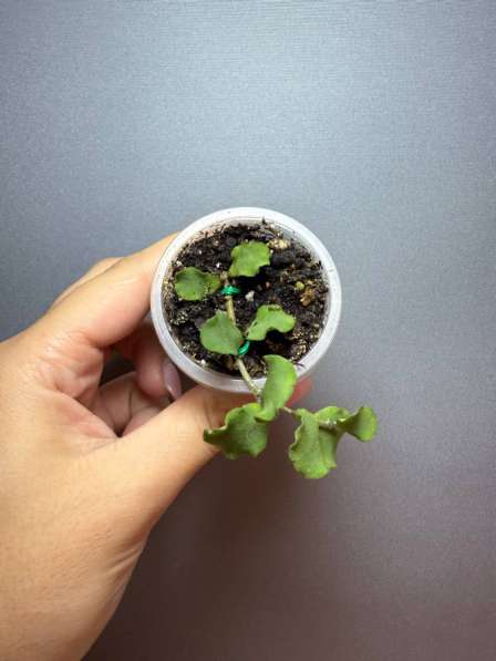 Хойи укорененные в Москве фото 10