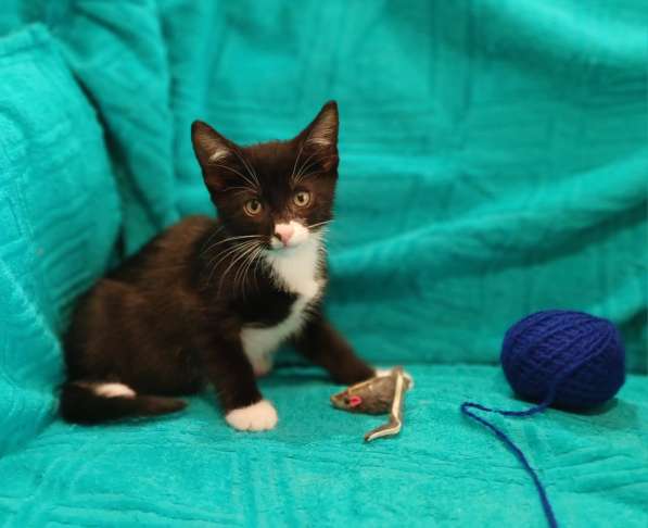 Маленькие красивые котята ищут дом в Санкт-Петербурге фото 11