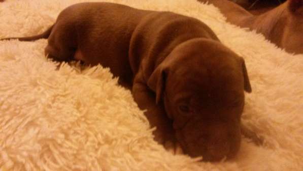 Щенки питбуля в Москве фото 18