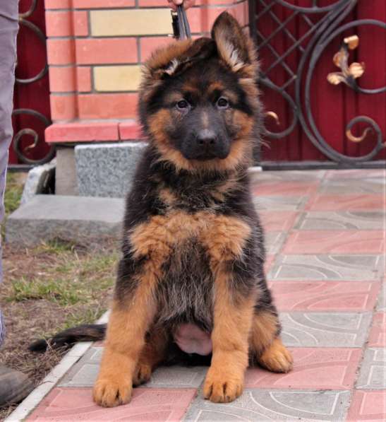 Щенки овчарки Питомник в фото 20