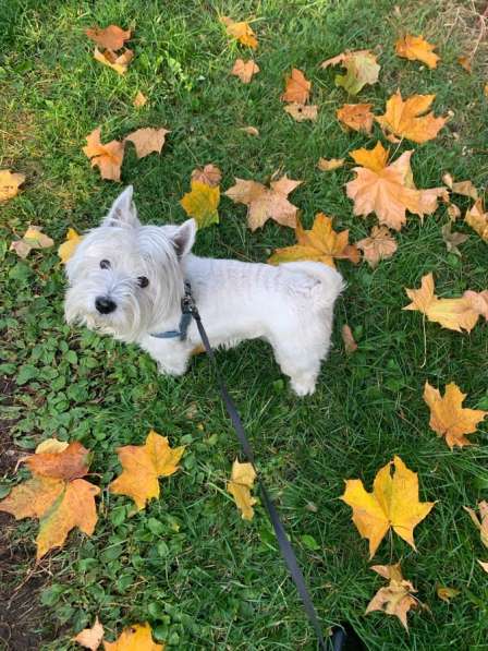 Кобель для вязки