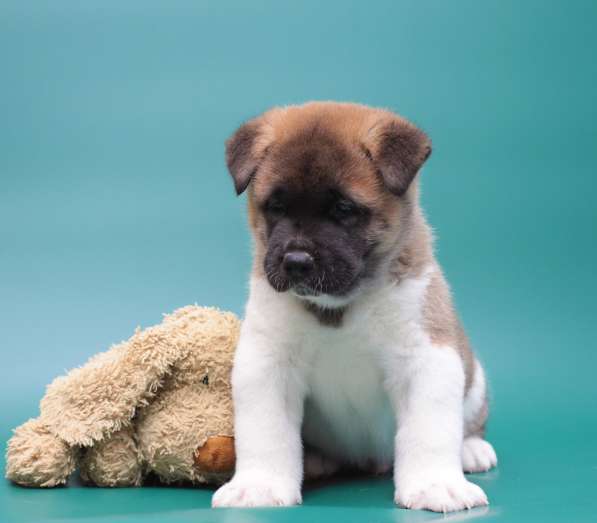 Продаются щенки Американской Акиты в Санкт-Петербурге фото 6