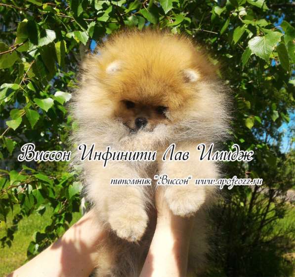 Померанцы, самые красивые щенки в Туле фото 6