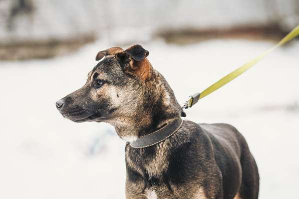 Щенок в добрые руки в Истре